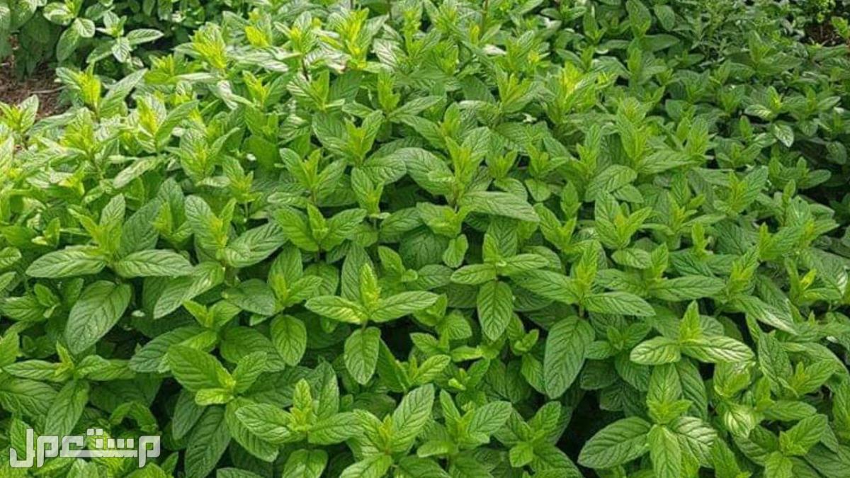 زيوت لتطويل الشعر في أسبوع نبات النعناع