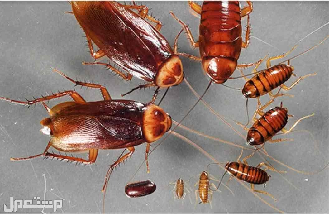 شركة عزل خزانات بجدة مكافحة جميع انواع الحشرات تنظيف كنب مجالس مفروشات بالبخار بجدة في جدة