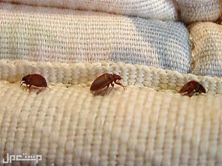 شركة رش مبيدات مكافحة الصراصير والنمل بالعلا رش مبيدات البق بالعلا0540349618