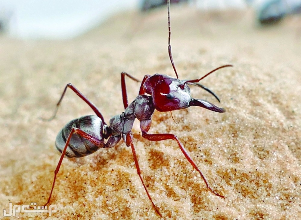 شركة رش مبيدات مكافحة الصراصير والنمل بالعلا رش حشرات بالعلا0540349618