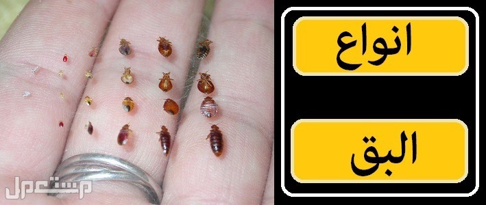 شركة رش مبيدات مكافحة الصراصير والنمل بالعلا رش حشرات بالعلا 0540349618