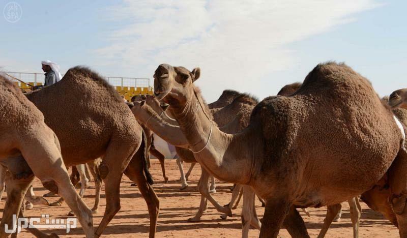 تعرف على رسوم التسجيل في مهرجان جادة الإبل بتبوك 1444 في موريتانيا مهرجان الإبل