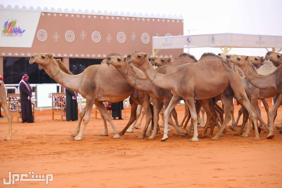 تعرف على رسوم التسجيل في مهرجان جادة الإبل بتبوك 1444 في السودان