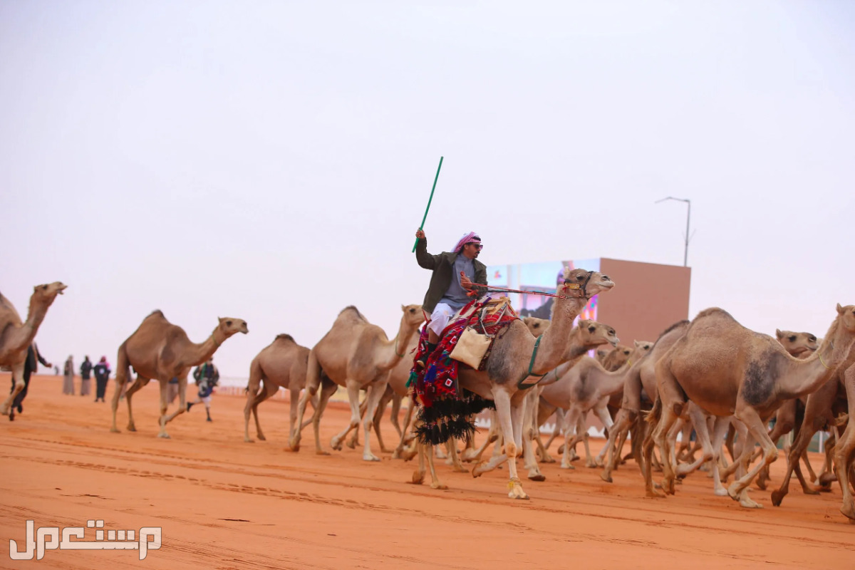 تعرف على رسوم التسجيل في مهرجان جادة الإبل بتبوك 1444 في السودان مسابقات الإبل