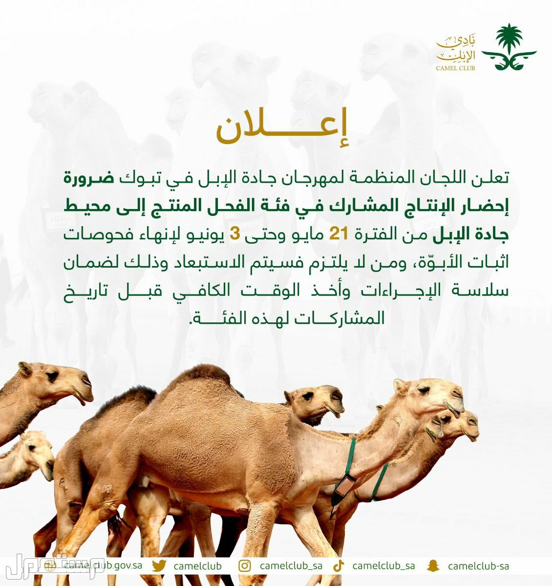 تعرف على رسوم التسجيل في مهرجان جادة الإبل بتبوك 1444 في السعودية