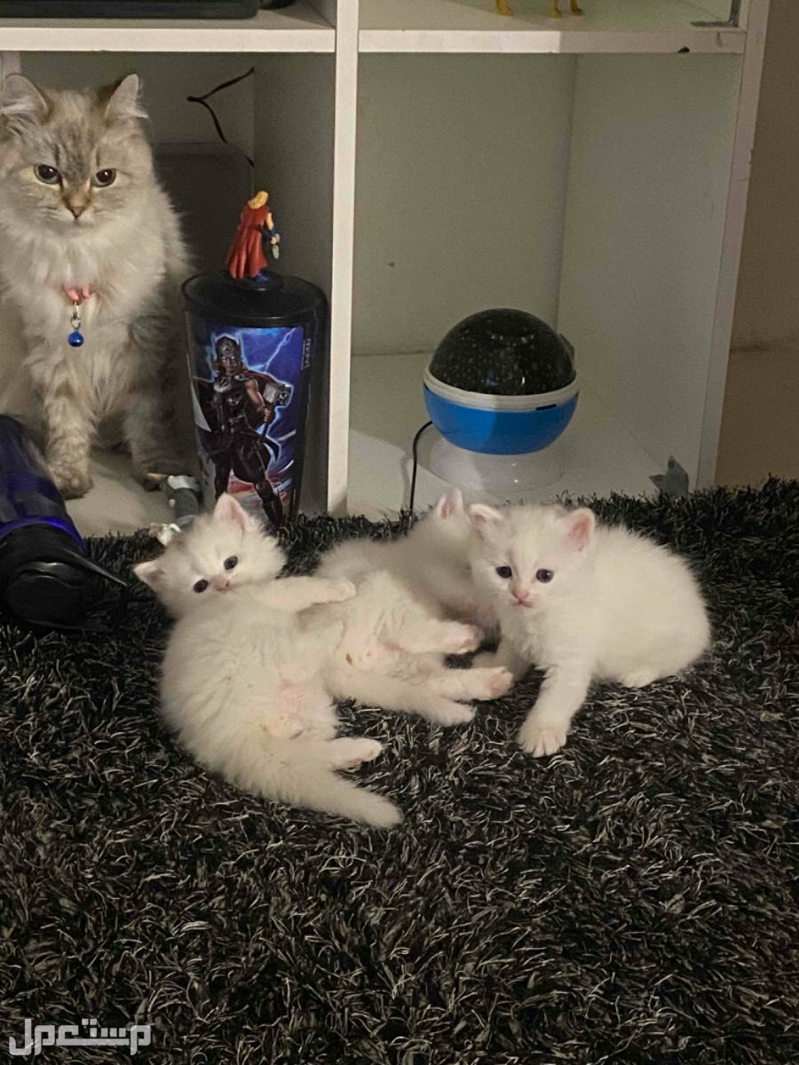 3 قطط هملايا بيور العمر شهرين