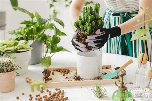 قواعد واسس المحافظة على صحة النباتات المنزلية العناية بالنباتات المنزلية