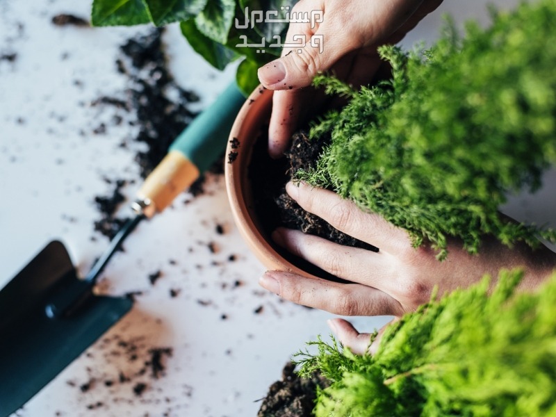 نصائح هامة قبل اختيار أصيص نباتات الزينة وأحواض الزرع في المنزل - مستعمل