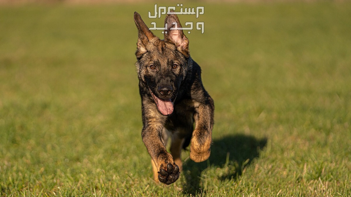 تعرف على أقوى انواع الكلاب للحراسة جيرمن شيبرد صغير