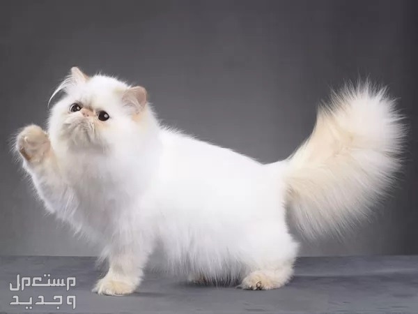 تعرف على أفضل انواع القطط المنزلية في السعودية قط شيرازي