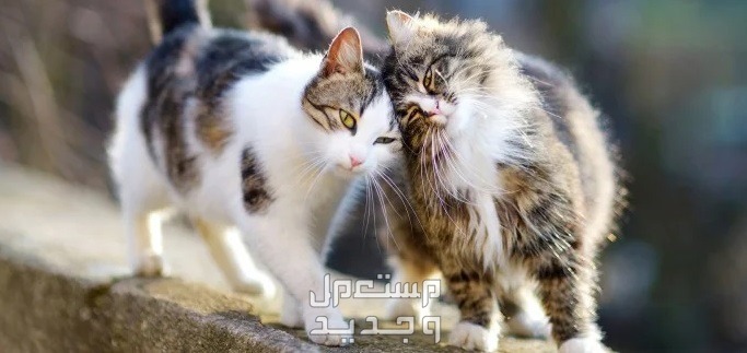 تعرف على أفضل انواع القطط المنزلية في السعودية قطط لطيفة