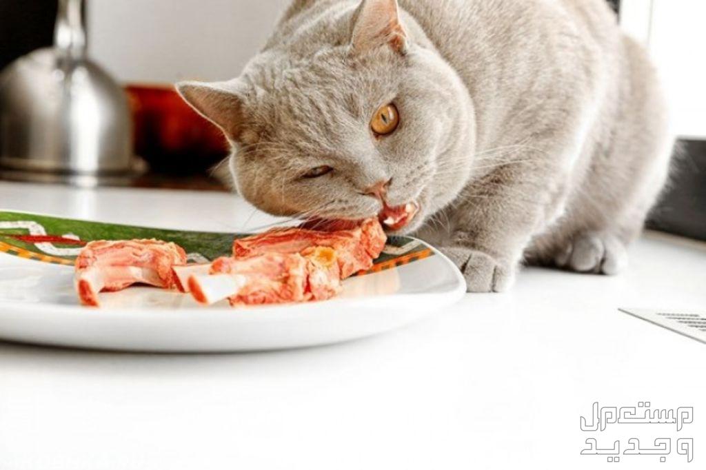 تعرف على أفضل انواع القطط المنزلية قط يأكل