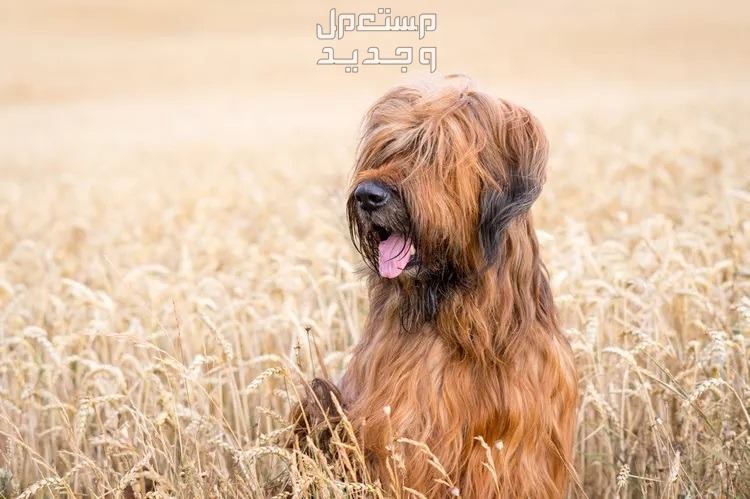 صور كلاب متنوعة يمكن تربيتها داخل وخارج المنزل كلب بريار