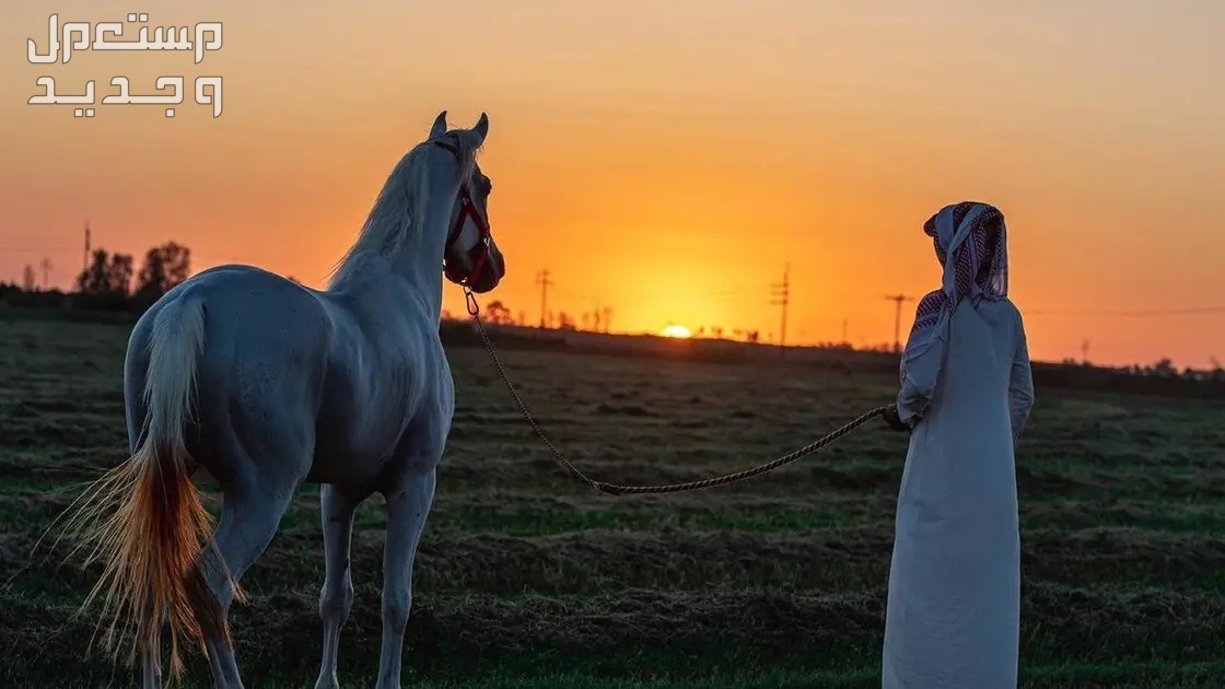 كل ما تريد معرفته عن تزاوج الخيول رجل سعودي يشاهد الغروب مع الحصان
