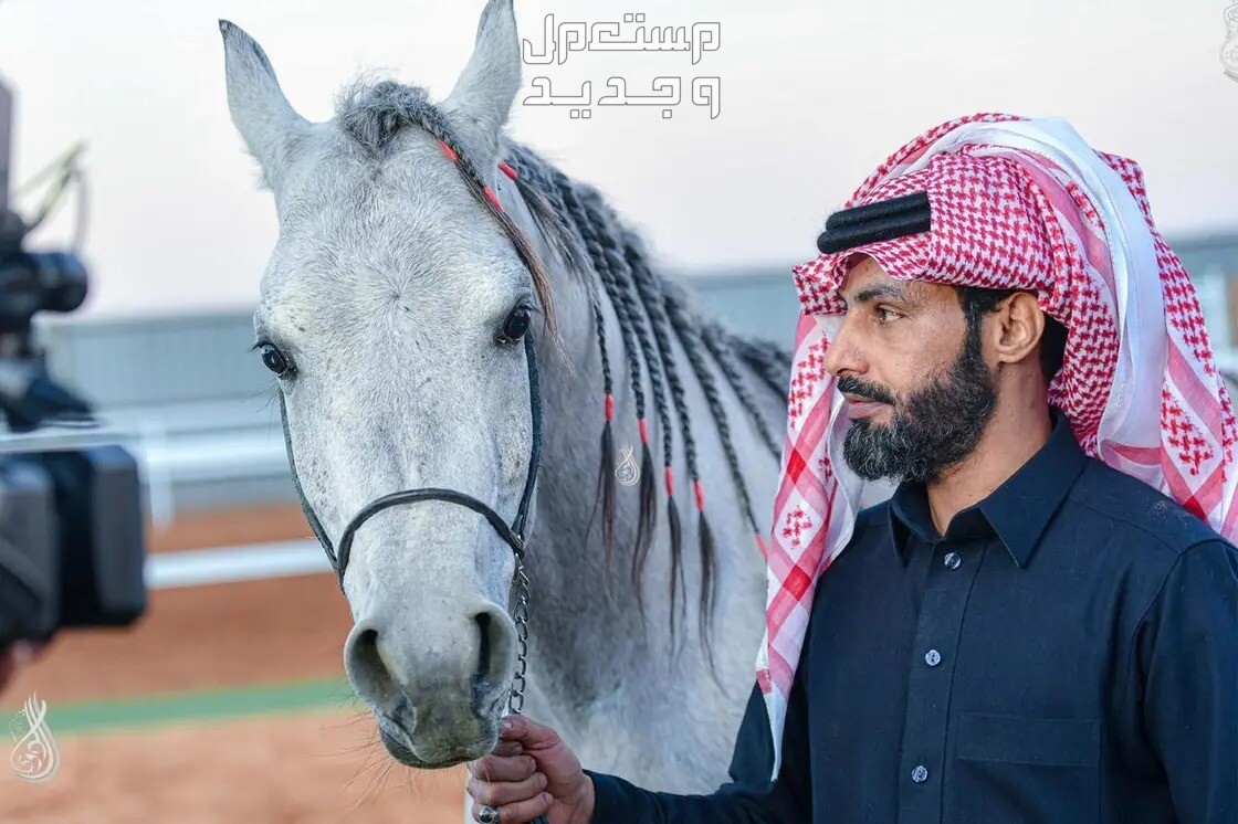 كل ما تريد معرفته عن تزاوج الخيول رجل سعودي وحصانه