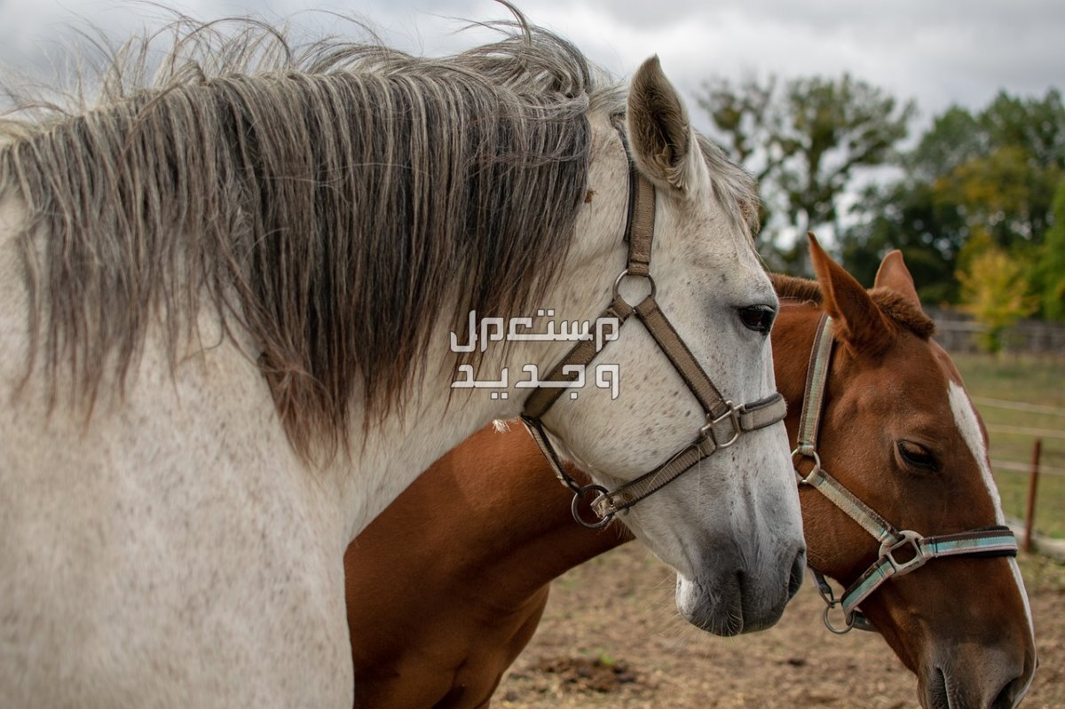 كل ما تريد معرفته عن تزاوج الخيول في الإمارات العربية المتحدة خيول مختلفة اللون