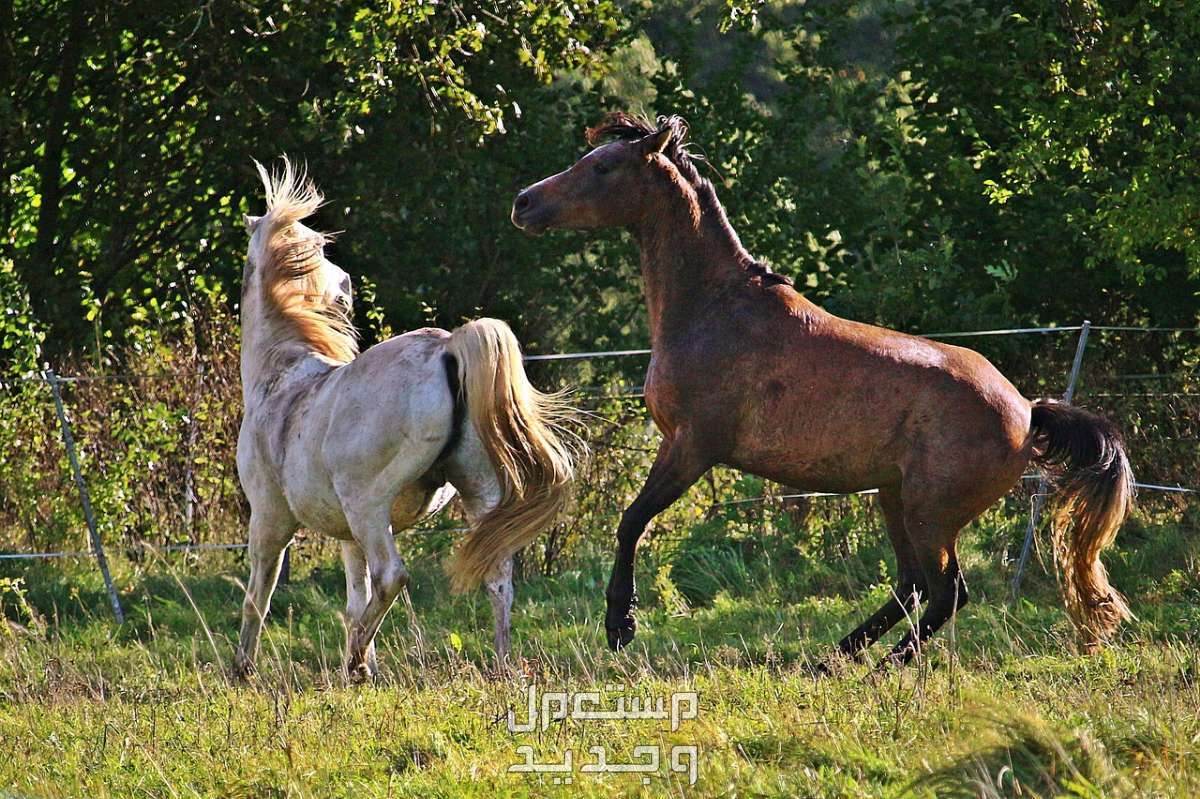 كل ما تريد معرفته عن تزاوج الخيول في تونس خيول بالغة