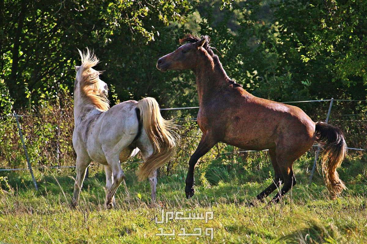 كل ما تريد معرفته عن تزاوج الخيول في الكويت - مستعمل وجديد