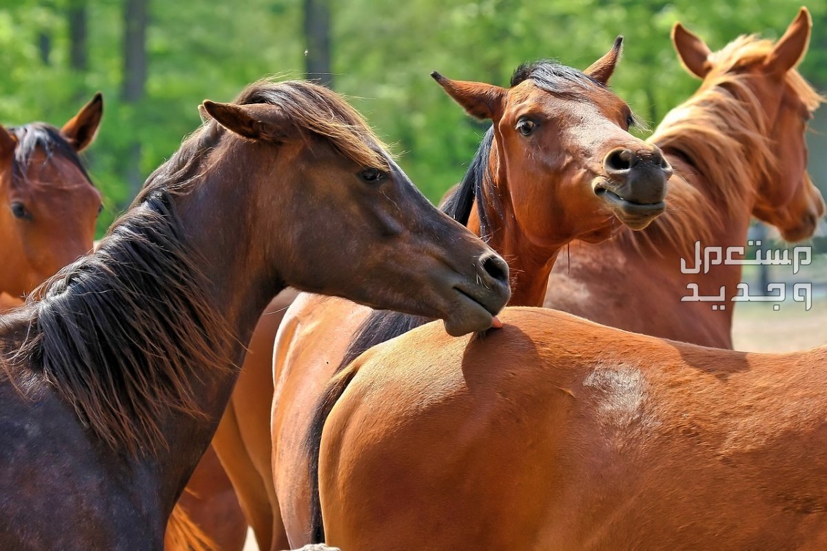 كل ما تريد معرفته عن تزاوج الخيول خيول بالغة