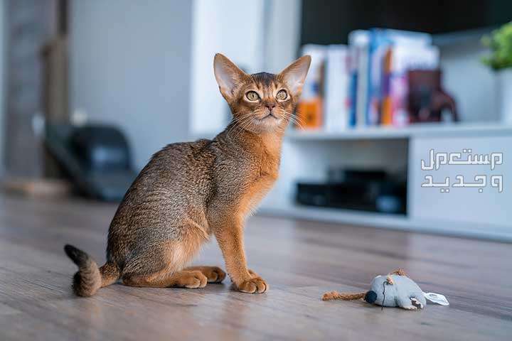 قطط كيوت بأنواع مختلفة للمنزل تعرف عليها قط فرعوني
