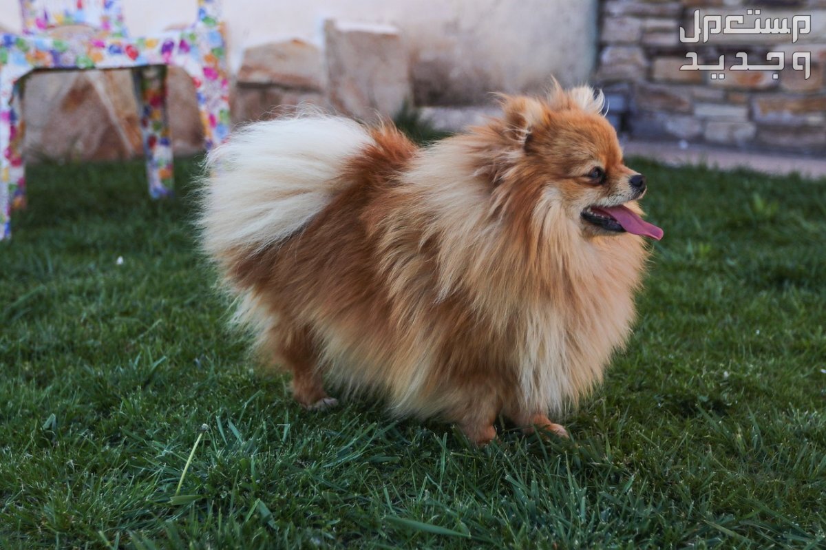 كل ما تريد أن تعرفه عن كلب بومرينيان في ليبيا كلب بومرينيان بشعر كثيف