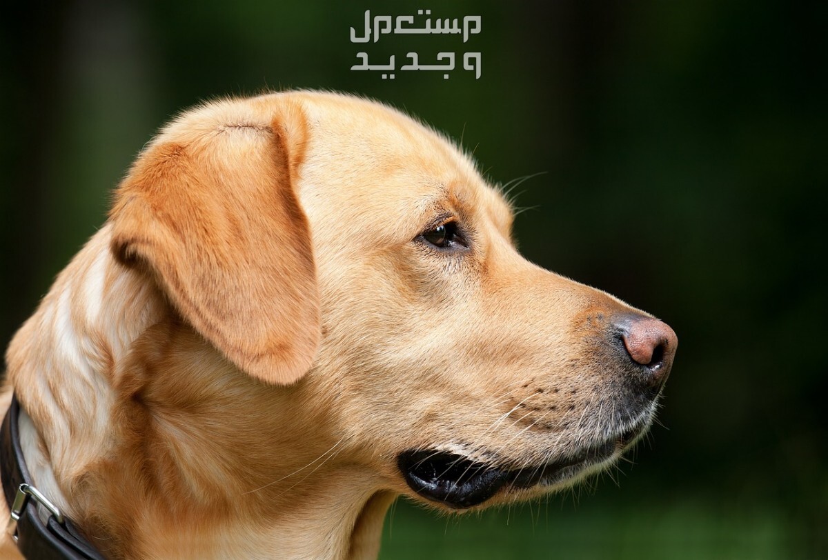 تعرف على أغلى أنواع كلاب للبيع بالصور في مصر كلب جولدن