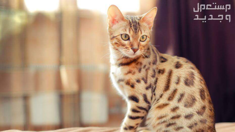 بالصور قطط للبيع لمحبي الحيوانات الأليفة في الأردن قط بنغالي