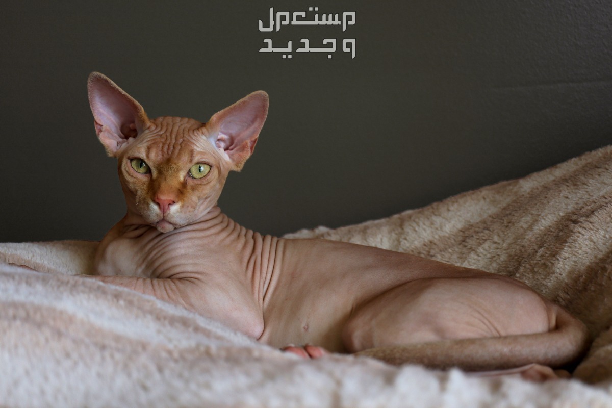 بالصور قطط للبيع لمحبي الحيوانات الأليفة في الإمارات العربية المتحدة قط فرعوني