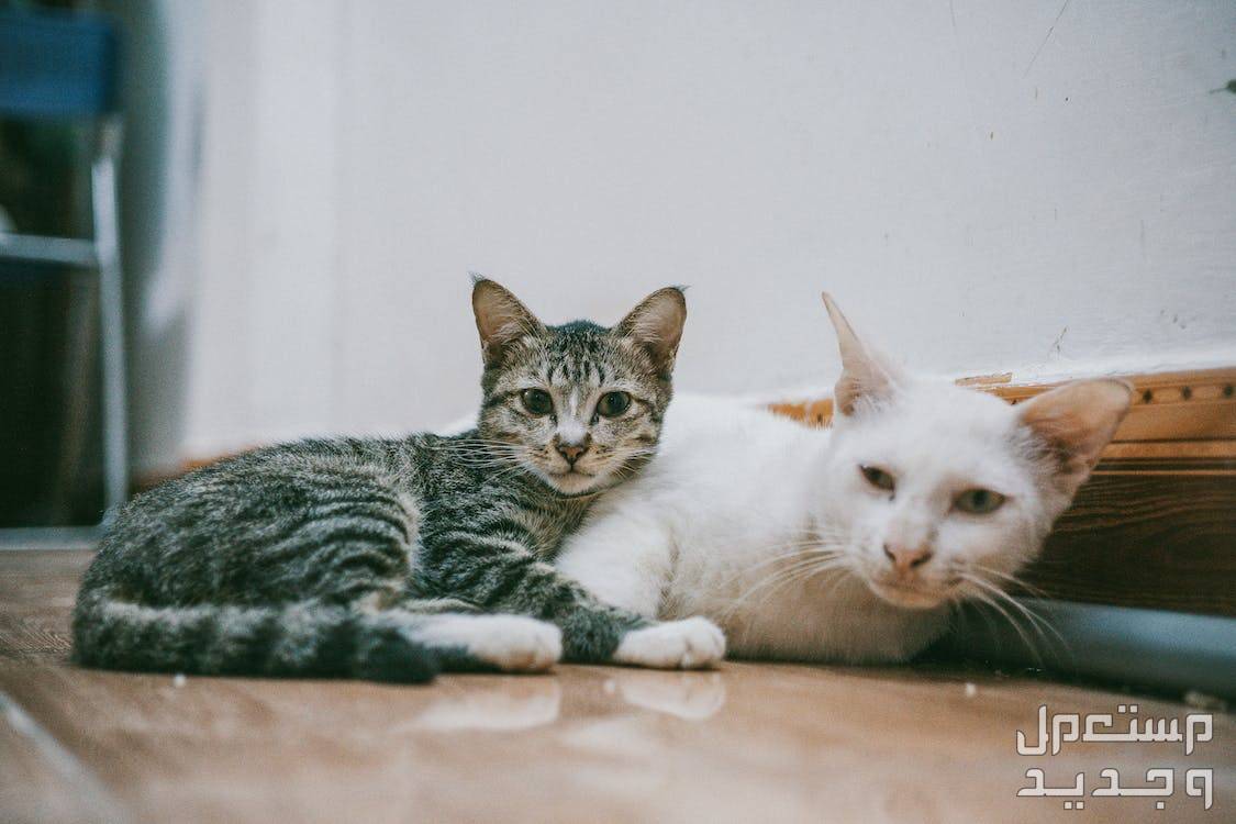 بالصور قطط للبيع لمحبي الحيوانات الأليفة في الجزائر قطط بألوان مختلفة