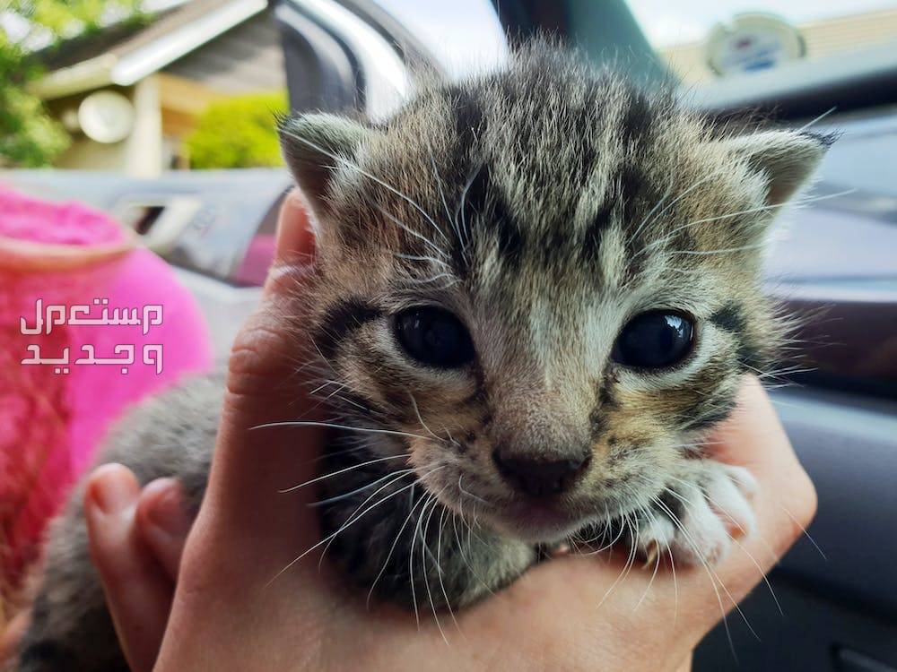 بالصور قطط للبيع لمحبي الحيوانات الأليفة في الأردن قط صغير