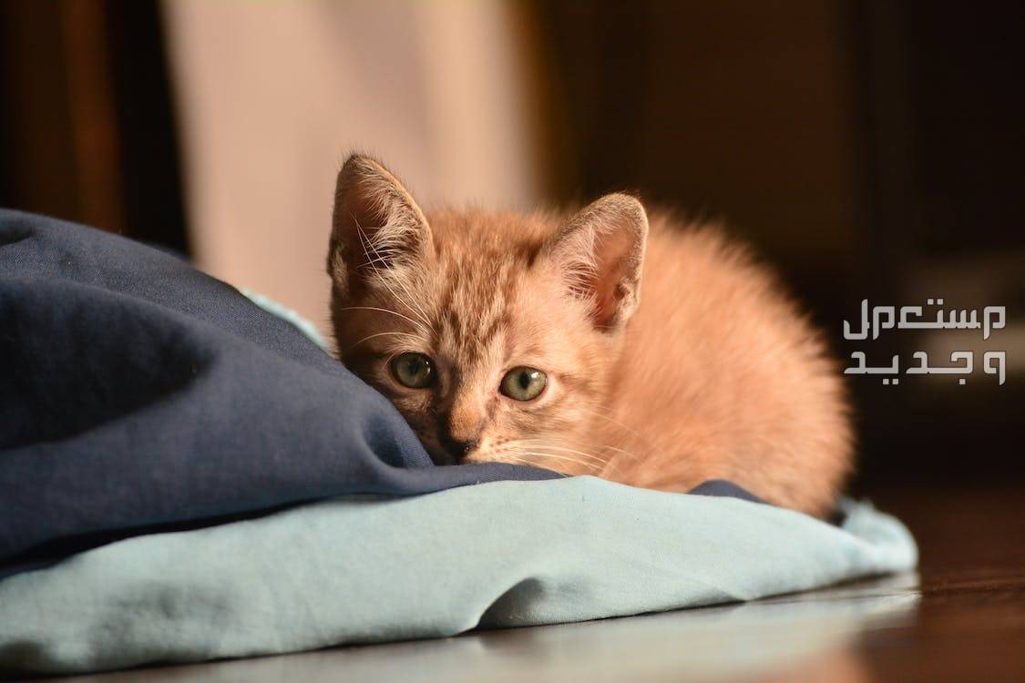 بالصور قطط للبيع لمحبي الحيوانات الأليفة في لبنان قط صغير