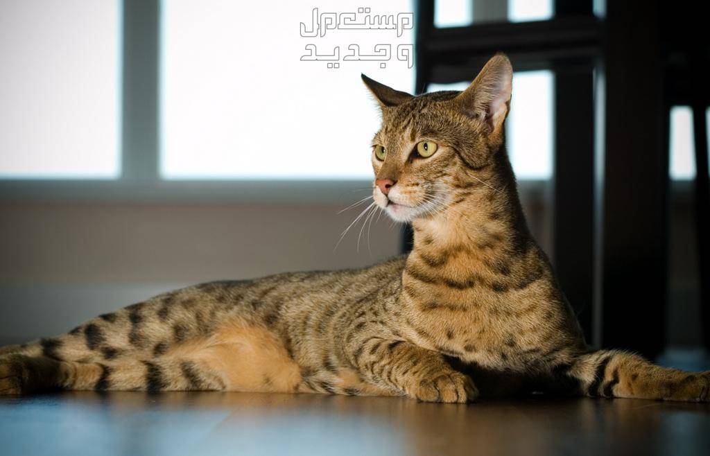 بالصور قطط للبيع لمحبي الحيوانات الأليفة في الأردن قط أشيرا