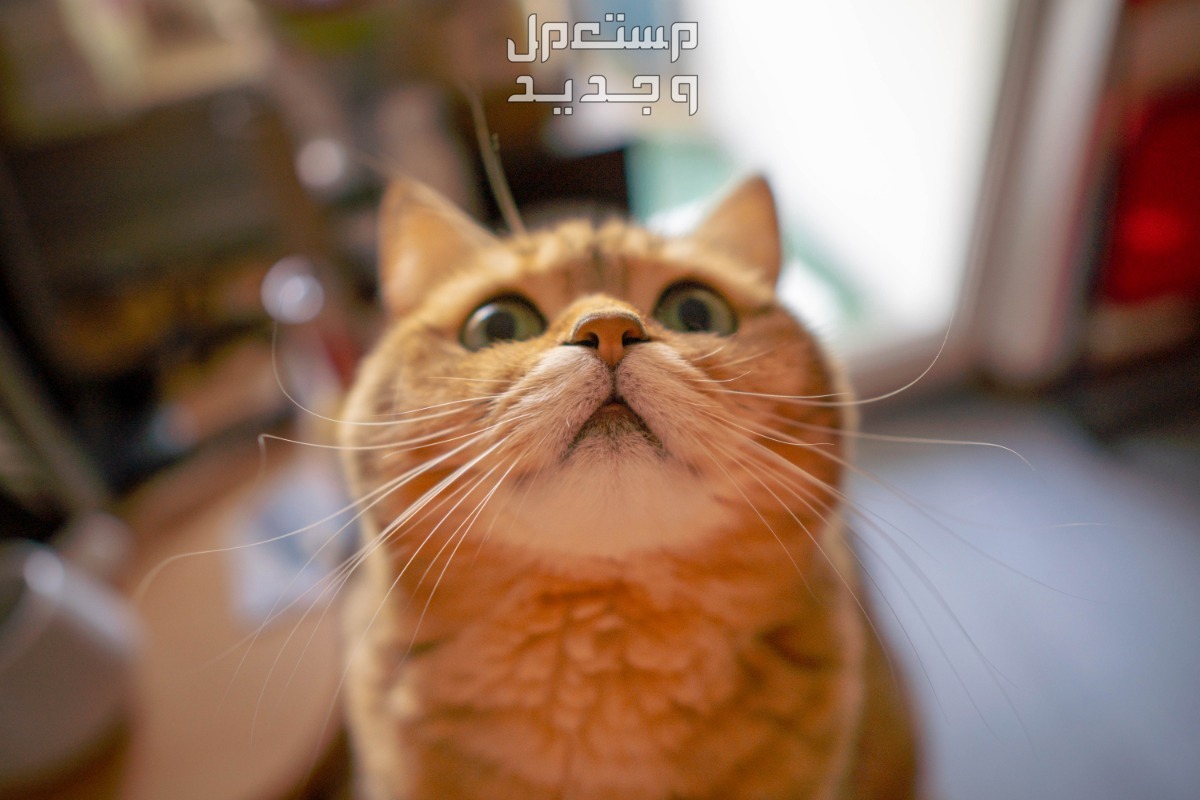شاهد صور قطط كيوت للبيع وتعرف على أفضل الأنواع للتربية في الأردن قط ينظر للأعلى