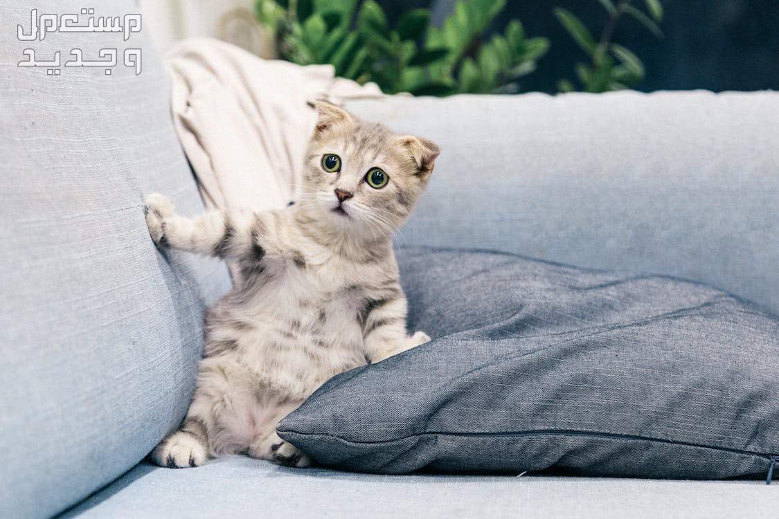 شاهد صور قطط كيوت للبيع وتعرف على أفضل الأنواع للتربية في الإمارات العربية المتحدة قط صغير لطيف