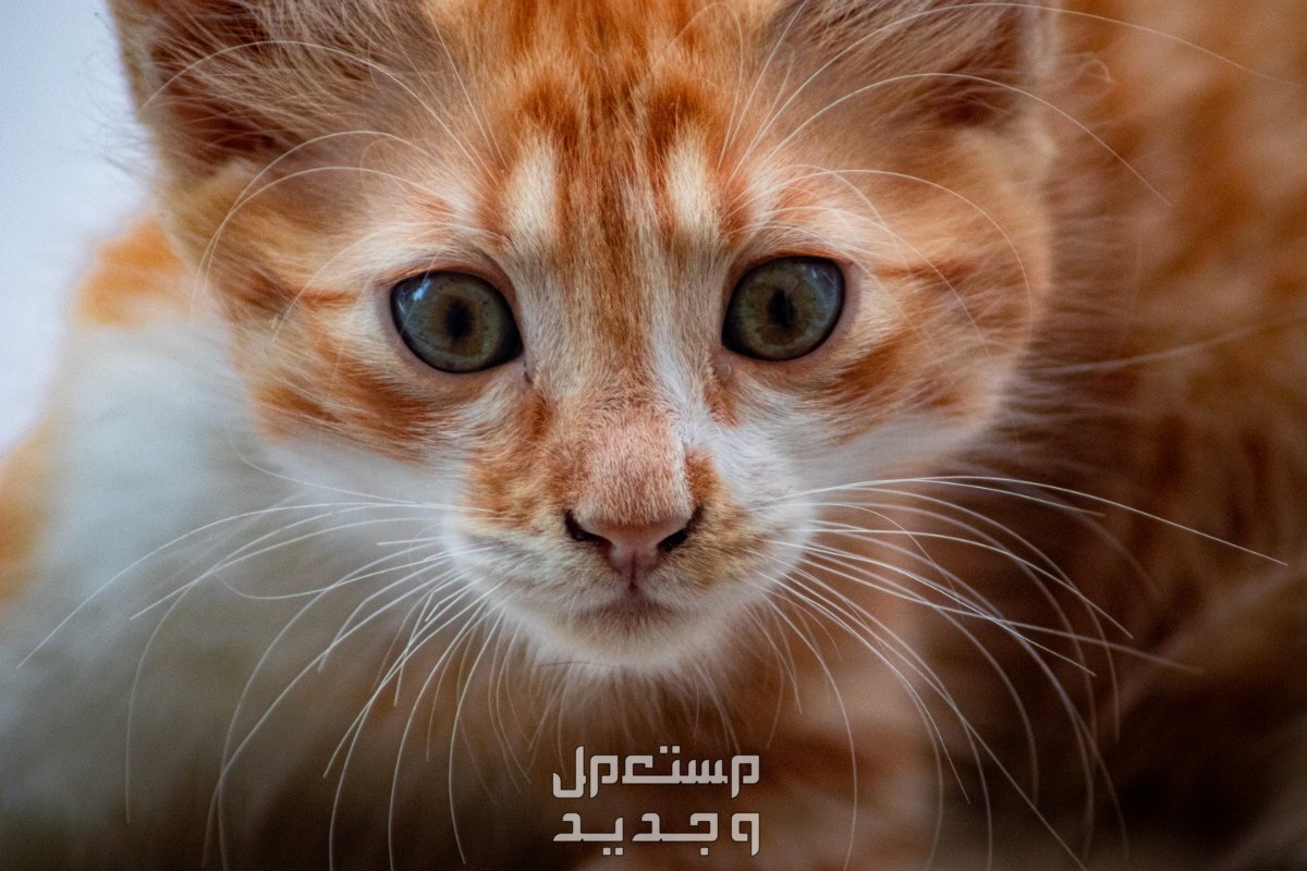 شاهد صور قطط كيوت للبيع وتعرف على أفضل الأنواع للتربية في الأردن قط صغير لونه مميز