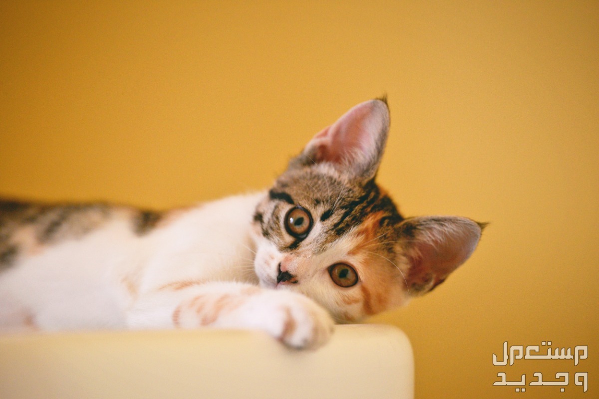 شاهد صور قطط كيوت للبيع وتعرف على أفضل الأنواع للتربية في تونس قط لطيف