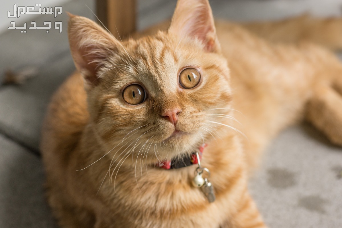 شاهد صور قطط كيوت للبيع وتعرف على أفضل الأنواع للتربية في الأردن قط له عيون ذهبية