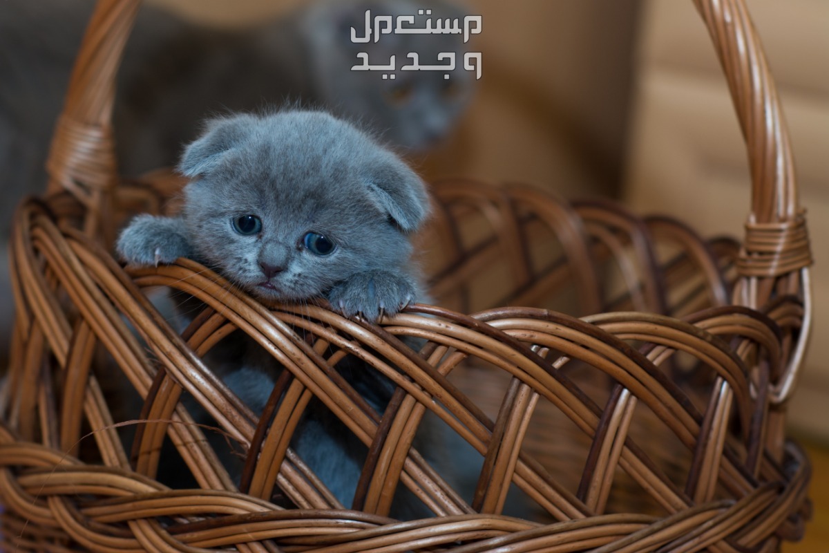 شاهد صور قطط كيوت للبيع وتعرف على أفضل الأنواع للتربية في الأردن قط سكوتش فولد صغير