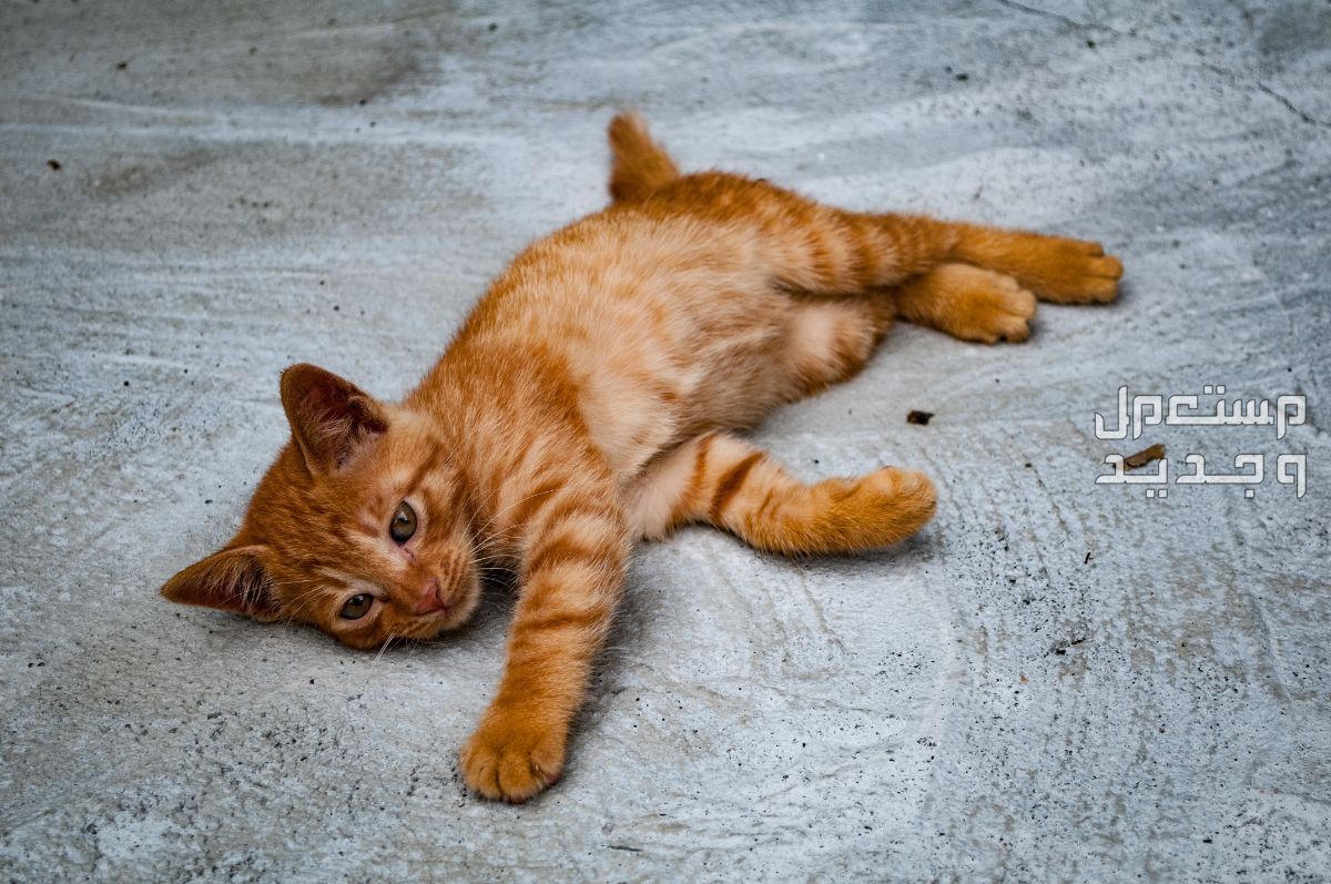 شاهد صور قطط كيوت للبيع وتعرف على أفضل الأنواع للتربية في تونس قط صغير نائم