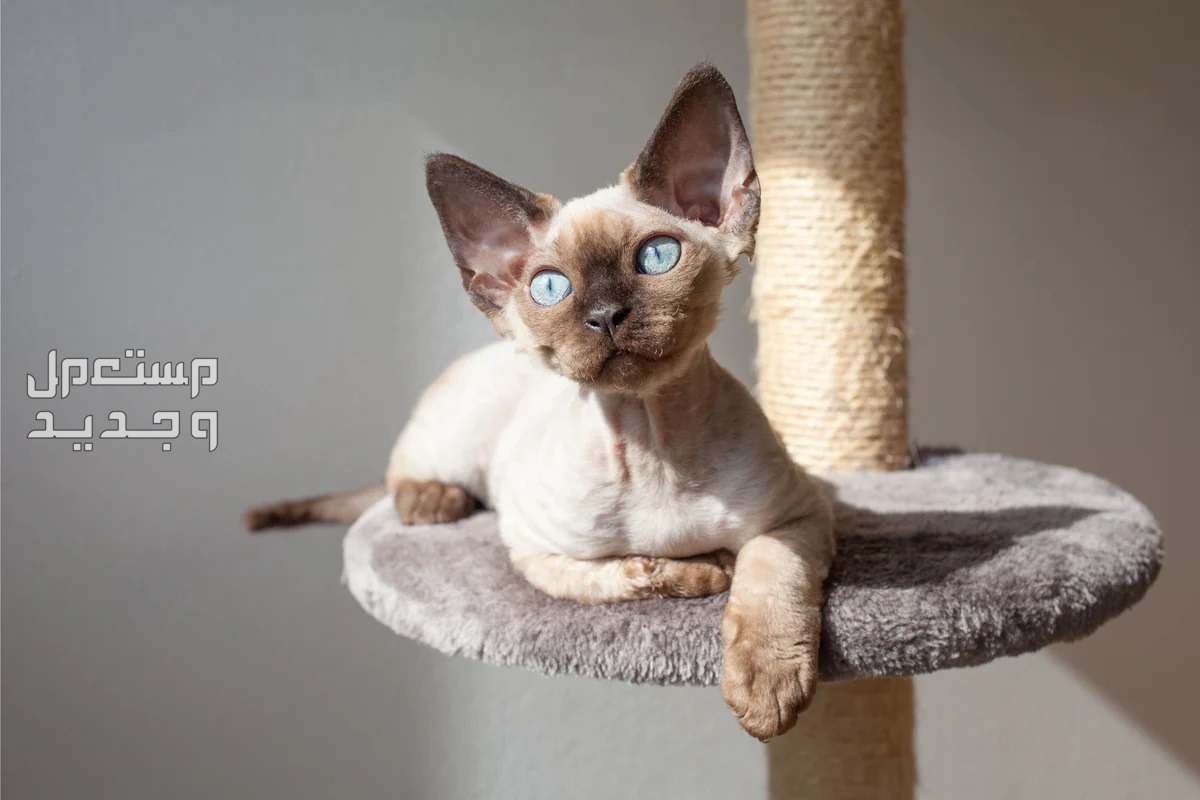 شاهد صور قطط كيوت للبيع وتعرف على أفضل الأنواع للتربية في الإمارات العربية المتحدة قط ديفون ريكس