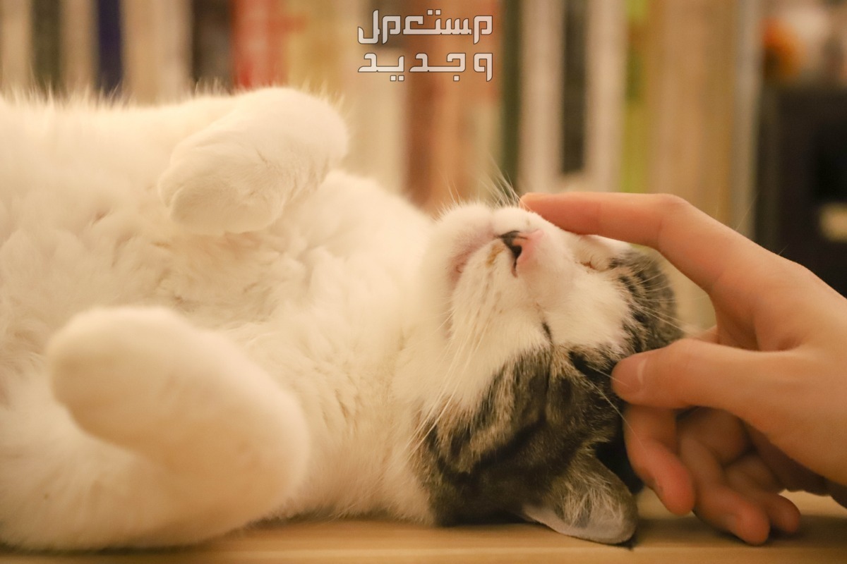 شاهد صور قطط كيوت للبيع وتعرف على أفضل الأنواع للتربية في الأردن قط صغير نائم