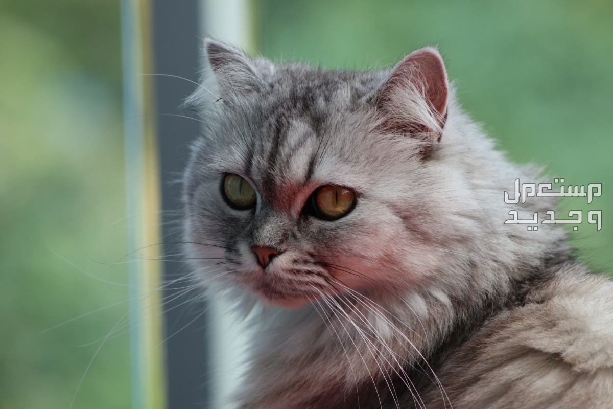 شاهد صور قطط كيوت للبيع وتعرف على أفضل الأنواع للتربية في الإمارات العربية المتحدة قط شيرازي