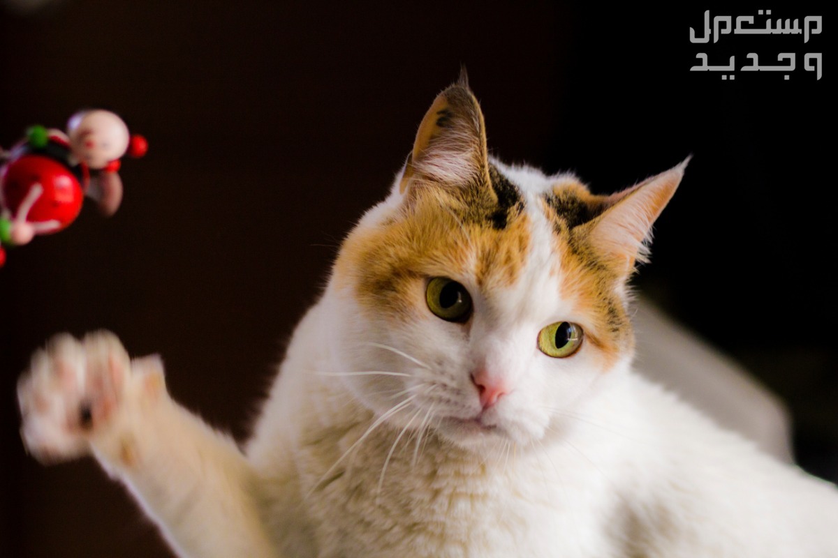 شاهد صور قطط كيوت للبيع وتعرف على أفضل الأنواع للتربية في الأردن قط