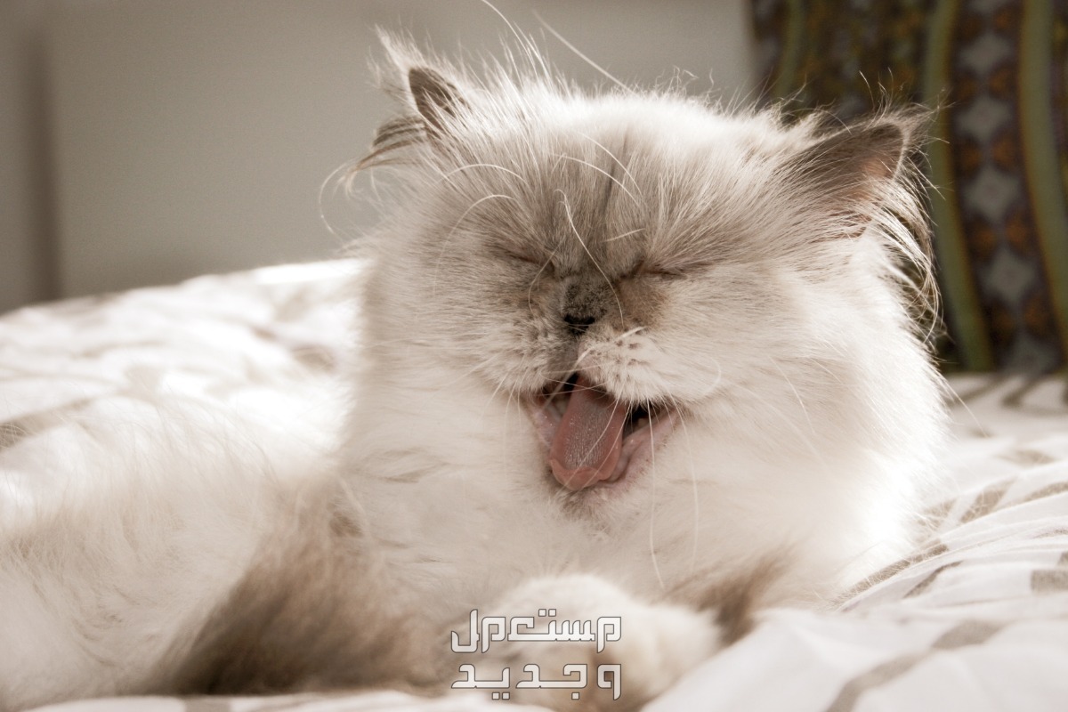 شاهد صور قطط كيوت للبيع وتعرف على أفضل الأنواع للتربية في الإمارات العربية المتحدة قط هيمالايا