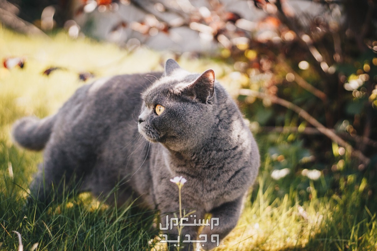 شاهد صور قطط كيوت للبيع وتعرف على أفضل الأنواع للتربية في الأردن قط بريطاني قصير الشعر