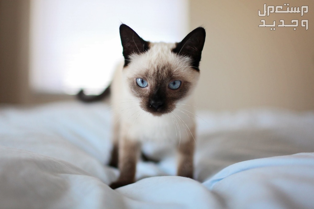 شاهد صور قطط كيوت للبيع وتعرف على أفضل الأنواع للتربية في تونس قط سيامي