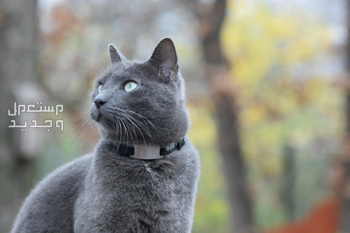 شاهد صور قطط كيوت للبيع وتعرف على أفضل الأنواع للتربية القط الروسي الأزرق