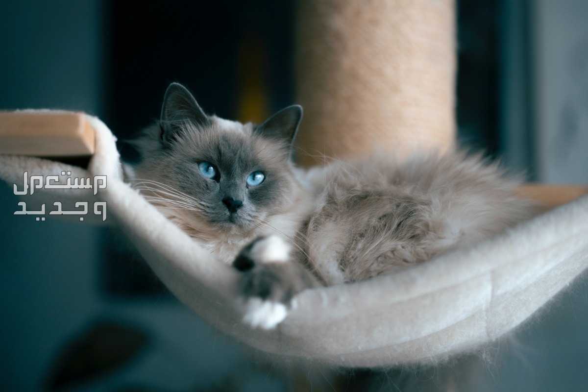 شاهد صور قطط كيوت للبيع وتعرف على أفضل الأنواع للتربية في الإمارات العربية المتحدة قط راغدول