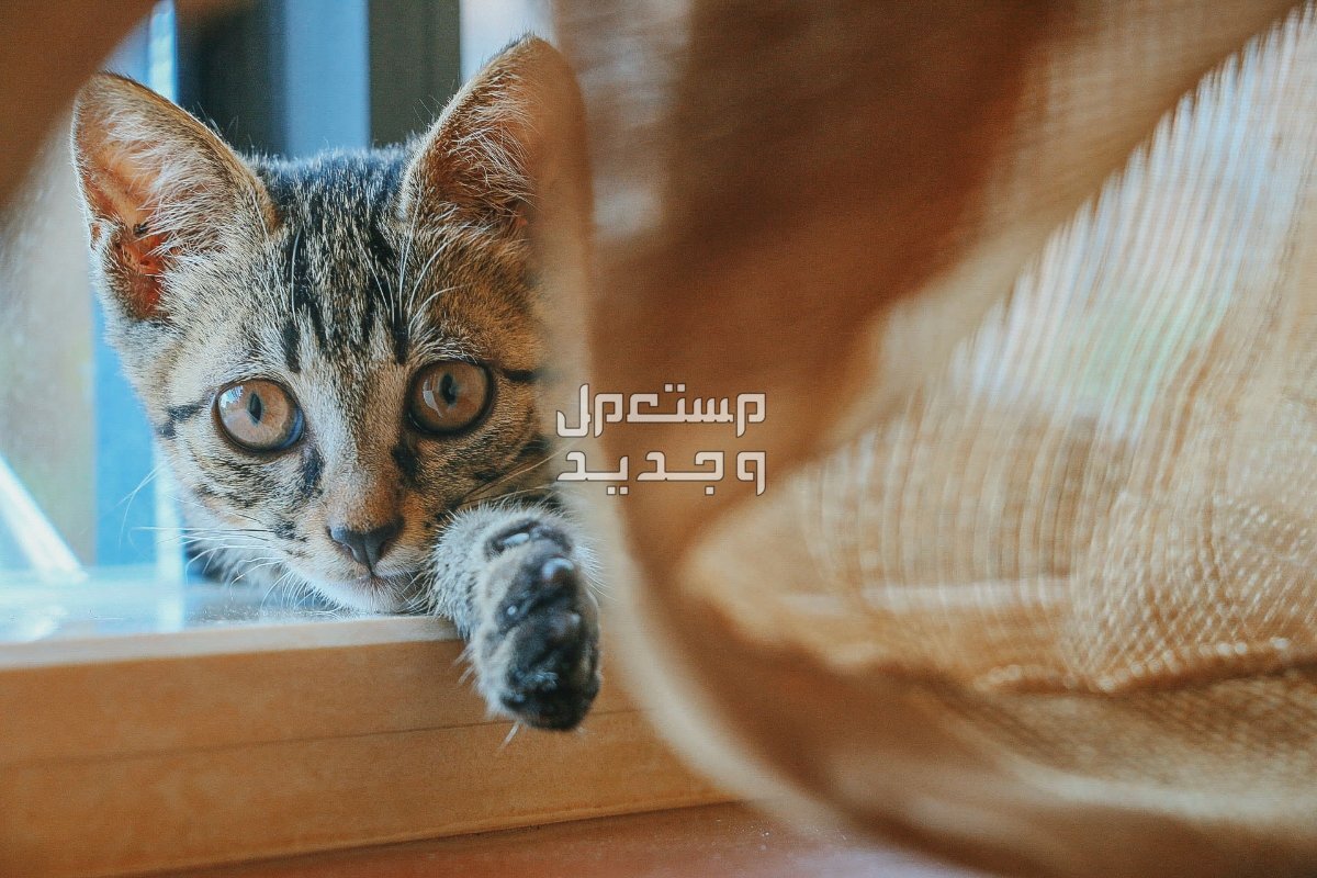 شاهد صور قطط كيوت للبيع وتعرف على أفضل الأنواع للتربية في الأردن قط صغير