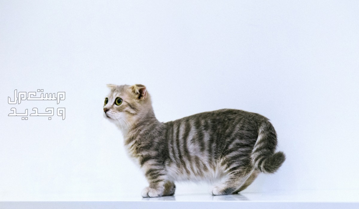 شاهد صور قطط كيوت للبيع وتعرف على أفضل الأنواع للتربية في الأردن قط سكوتش فولد لطيف